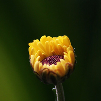 王振